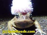/home//u458753944/public_html/sourcegallery///////Roxborough Toad Detour/2022/2022-03-19/P3190915.JPG
